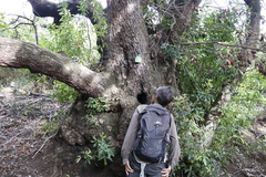 Platylophus trifoliatus