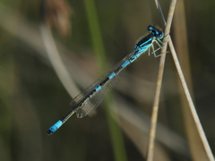 Coenagrion scitulum