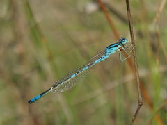 Coenagrion scitulum
