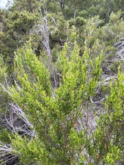Leptospermum obovatum