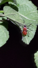 Dysdercus decussatus