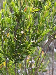 Leptospermum obovatum