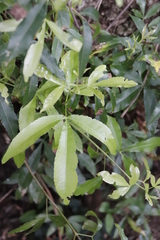 Platylophus trifoliatus