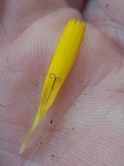 Hieracium lepidulum