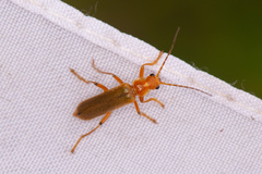 Cantharis