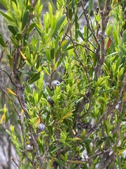 Leptospermum obovatum