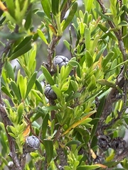 Leptospermum obovatum