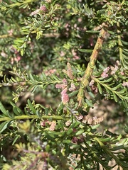Podocarpus lawrencei