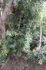 Platylophus trifoliatus