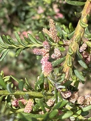 Podocarpus lawrencei