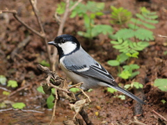 Parus cinereus