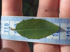Hieracium lepidulum