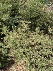 Podocarpus lawrencei