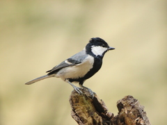 Parus cinereus