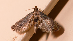 Sufetula hemiophthalma