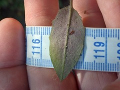 Hieracium lepidulum