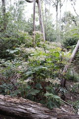Pelargonium papilionaceum