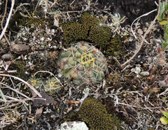 Gymnocalycium volskyi