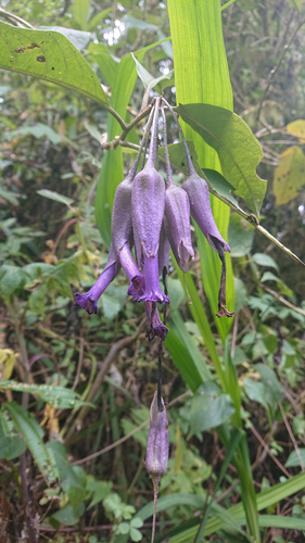 Iochroma calycinum