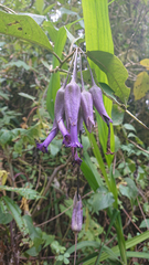 Iochroma calycinum