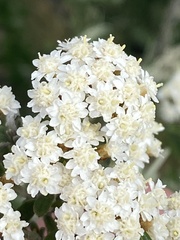 Ozothamnus secundiflorus
