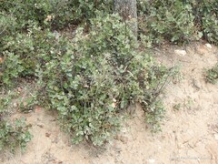 Dactylis glomerata hispanica