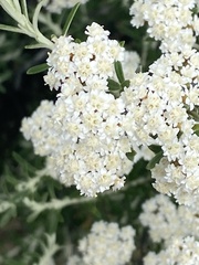 Ozothamnus secundiflorus