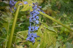 Delphinium cultorum