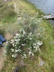 Ozothamnus secundiflorus