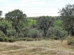 Pinus pinea