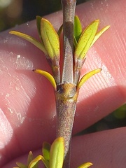 Coprosma pseudocuneata