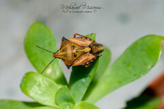 Carpocoris mediterraneus