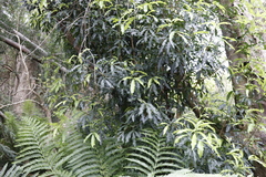 Platylophus trifoliatus