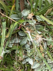 Argyrotegium poliochlorum