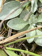 Argyrotegium poliochlorum