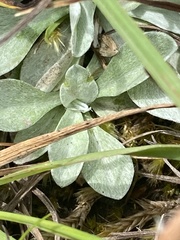Argyrotegium poliochlorum