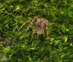 Australomimetus triangulosus