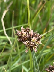 Juncus falcatus