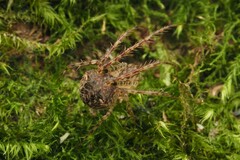 Australomimetus triangulosus