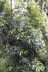 Platylophus trifoliatus