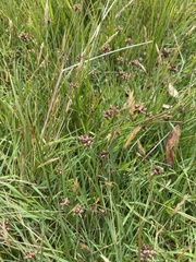 Juncus falcatus