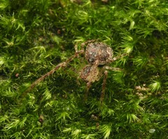 Australomimetus triangulosus