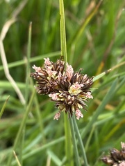 Juncus falcatus