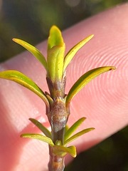 Coprosma pseudocuneata
