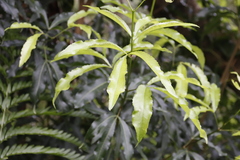 Platylophus trifoliatus