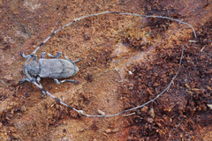 Acanthocinus aedilis