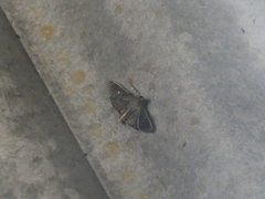 Microthyris prolongalis