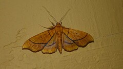 Anarmodia