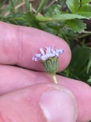 Brachyscome decipiens