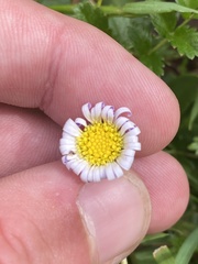 Brachyscome decipiens